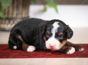 tri-colored male mini bernedoodle near Chicago Illinois