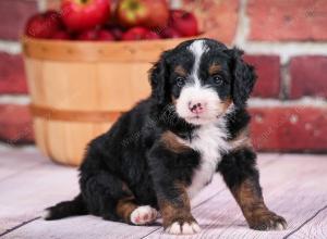 tri-colored male mini bernedoodle near Chicago Illinois