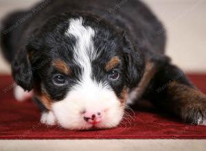 tri-colored male mini bernedoodle near Chicago Illinois