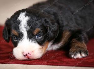 tri-colored male mini bernedoodle near Chicago Illinois