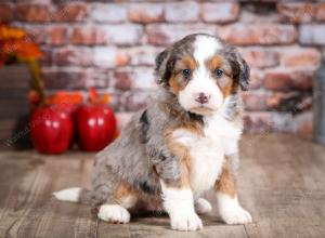 mini bernedoodle near Saint Louis MO
