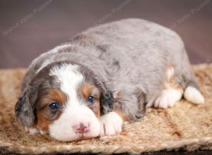 mini bernedoodle near Saint Louis MO