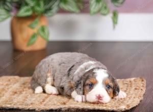 mini bernedoodle near Saint Louis MO
