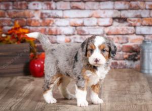 mini bernedoodle near Saint Louis MO