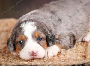 mini bernedoodle near Saint Louis MO