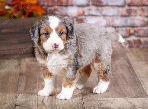 mini bernedoodle near Saint Louis MO