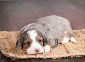 mini bernedoodle near Saint Louis MO