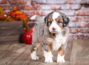 mini bernedoodle near Saint Louis MO