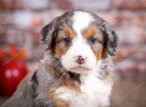 mini bernedoodle near Saint Louis MO
