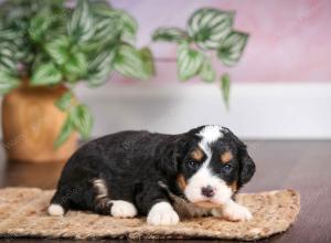 mini bernedoodle near Saint Louis MO