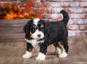 mini bernedoodle near Saint Louis MO