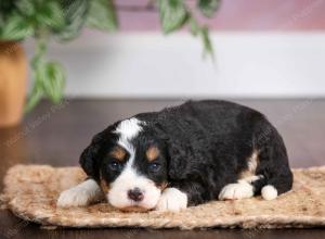mini bernedoodle near Saint Louis MO