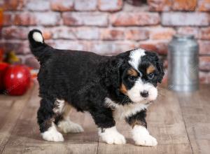 mini bernedoodle near Saint Louis MO