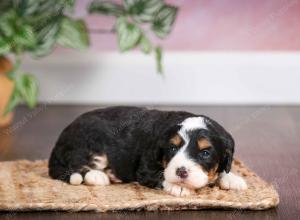 mini bernedoodle near Saint Louis MO