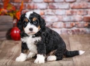 mini bernedoodle near Saint Louis MO