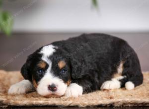 mini bernedoodle near Saint Louis MO