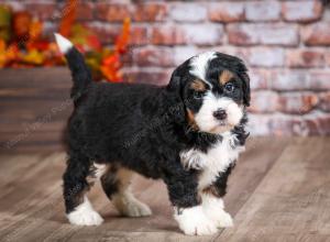 mini bernedoodle near Saint Louis MO