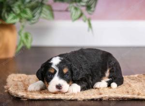 mini bernedoodle near Saint Louis MO