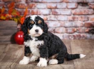 mini bernedoodle near Saint Louis MO