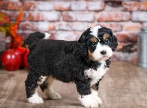 mini bernedoodle near Saint Louis MO