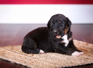 tri-colored standard bernedoodle