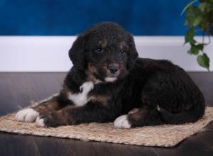 tri-colored standard bernedoodle near Chicago Illinois