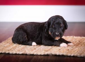 tri-colored standard bernedoodle