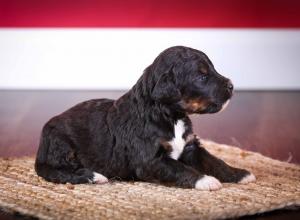 tri-colored standard bernedoodle