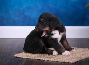 tri-colored standard bernedoodle near Chicago Illinois