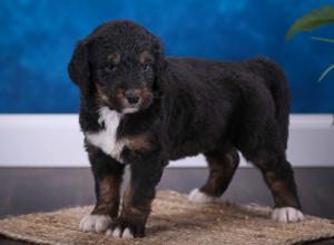 tri-colored standard bernedoodle near Chicago Illinois