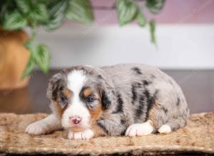 mini bernedoodle near Saint Louis MO