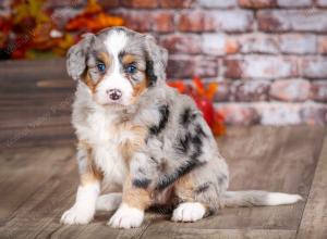 mini bernedoodle near Saint Louis MO