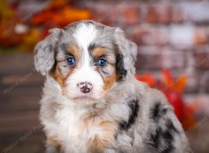 mini bernedoodle near Saint Louis MO