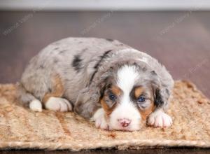 mini bernedoodle near Saint Louis MO