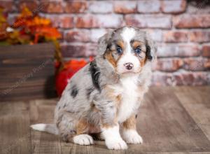 mini bernedoodle near Saint Louis MO
