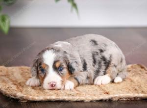 mini bernedoodle near Saint Louis MO