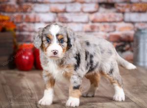 mini bernedoodle near Saint Louis MO