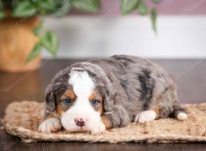 mini bernedoodle near Saint Louis MO