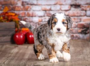 mini bernedoodle near Saint Louis MO