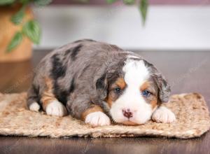 mini bernedoodle near Saint Louis MO