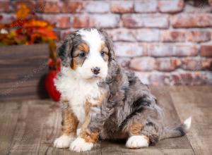 mini bernedoodle near Saint Louis MO