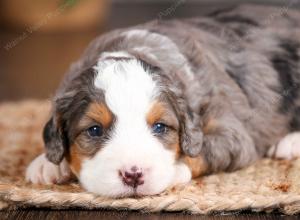 mini bernedoodle near Saint Louis MO