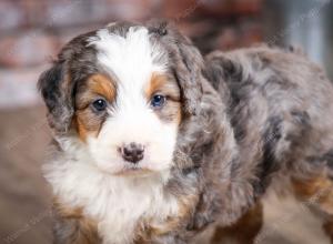 mini bernedoodle near Saint Louis MO
