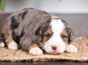mini bernedoodle near Saint Louis MO