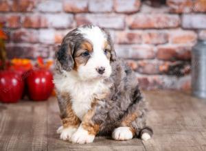 mini bernedoodle near Saint Louis MO