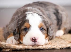 mini bernedoodle near Saint Louis MO
