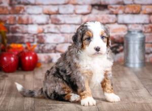 mini bernedoodle near Saint Louis MO
