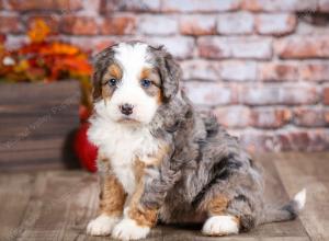 mini bernedoodle near Saint Louis MO