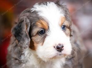 mini bernedoodle near Saint Louis MO