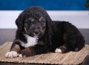 tri-colored standard bernedoodle near Chicago Illinois